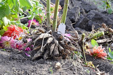 How to Overwinter Dahlia Tubers (A Step-by-Step Guide)