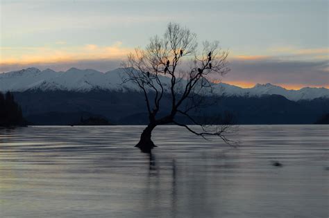 The Truth about the Wanaka Tree - How to Visit this "Insta-Famous" Spot