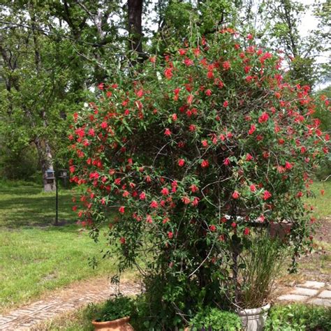 Native Flowers Of Texas - Beautiful Insanity