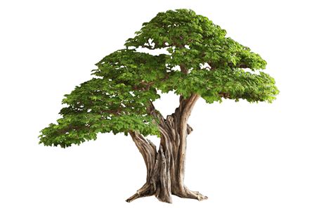 Free Tree PNG Transparent Images, Download Free Tree PNG Transparent Images png images, Free ...
