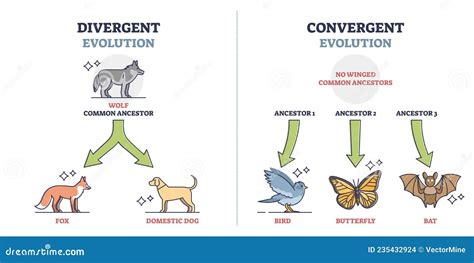 Divergent Vs Convergent Evolution With Ancestors Development Outline ...