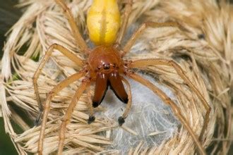 Yellow Sac Spider Bite : Biological Science Picture Directory ...