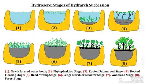 Hydrosere: Definition & Seral Stages (PPT) | easybiologyclass