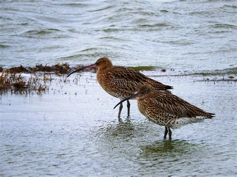 Curlew | Welsh Government News