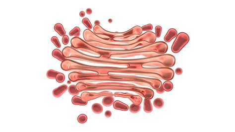 3d golgi apparatus model