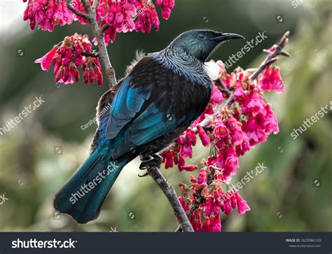 1,321 Tui Bird Stock Photos, Images & Photography | Shutterstock