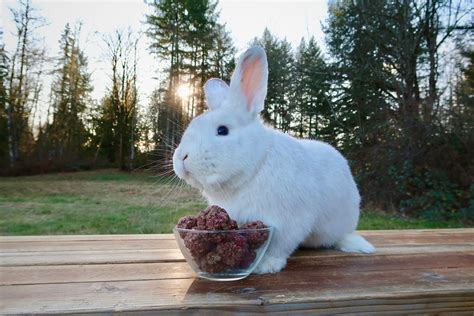 Jack Frost The Czech Frosty Rabbit enjoying Homemade Raspberry Rabbit Treats | Rabbit treats ...