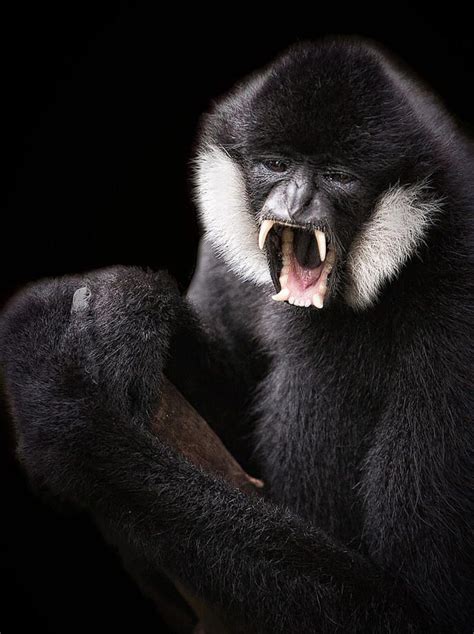 Black Crested Gibbon | Gibbon, Rare animals, Animals wild