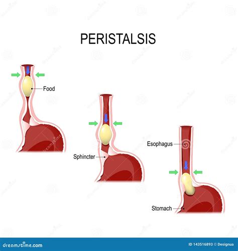 [DIAGRAM] Diagram Of Peristalsis FULL Version HD Quality Of Peristalsis - MYDIAGRAM.ONLINE