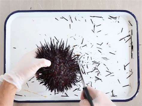 Basics: How to Prepare Sea Urchin | Saveur