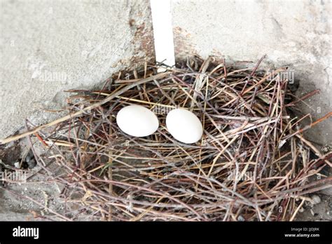 Pigeon eggs in the nest, two pieces. Photo for your design Stock Photo ...