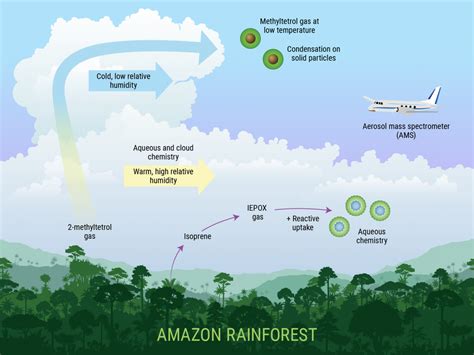 Filling the Climate Change Data Gap: Amazon Rainforest Gases Affect the ...