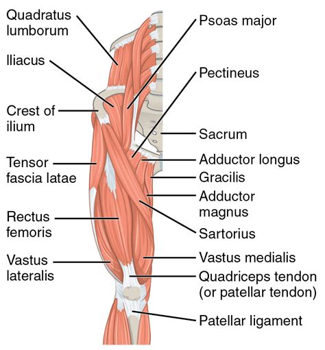 Diagram Of Upper Leg Muscles And Tendons