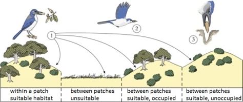 Seed dispersal by scatter-hoarding corvids - British Ornithologists' Union - British ...