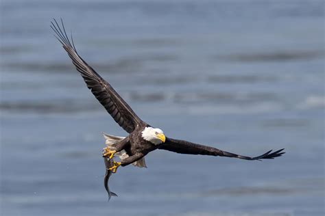 Adler Jagd *** HD Desktop-Hintergrund: Widescreen: High-Definition: Vollbild