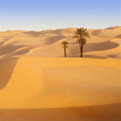 Oasis in Sahara Desert, Libya — Stock Photo © Burdin #31113867