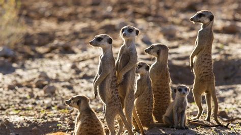 See the desert through the eyes of a meerkat | &Beyond