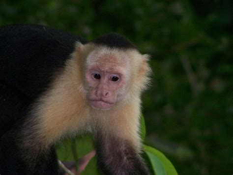 File:White-faced capuchin monkey 4.jpeg - Wikipedia