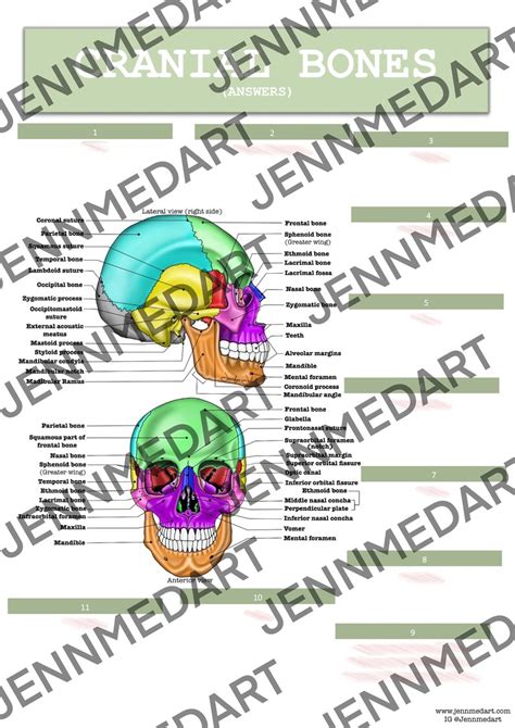 Cranial Bones Anatomy QUIZ Worksheet Answers Digital Download Printable ...