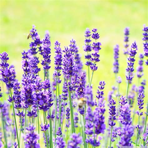 Lavender Wallpaper (64+ images)