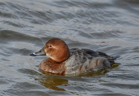 Common Pochard by Jane Rowe - BirdGuides