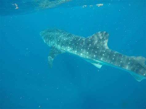 Snorkeling With Whale Sharks in Mexico Review | Inspire • Travel • Eat