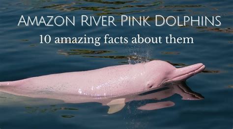 10 Amazing facts about the Amazon River Pink Dolphin - Proto Animal