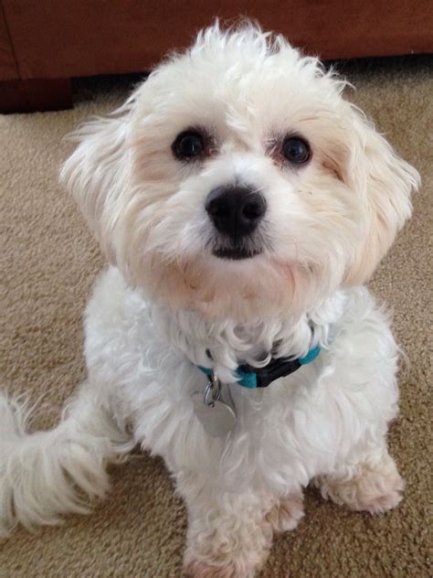 Maltichon- Maltese and Bichon mix... Just love him | Bichon, Dogs, Animals