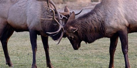 Native Wildlife Species in Colorado