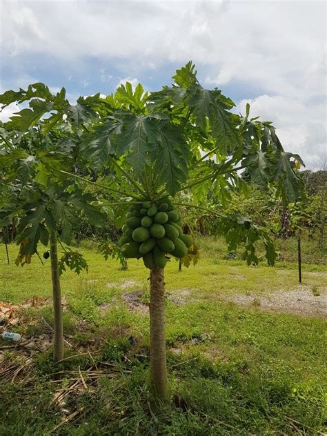 Papaya suitable for pot | Trees to plant, Plants, Horse farms