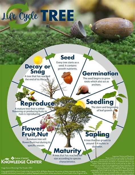 Lifecycle of a Tree | Farm Credit of the Virginias