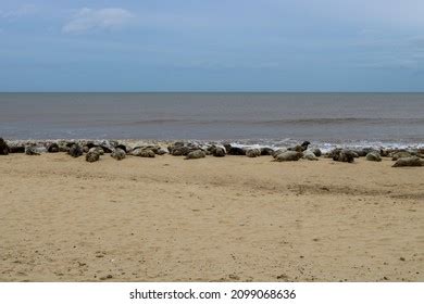 Group Seals Pups Relaxing On Beach Stock Photo 2099068636 | Shutterstock