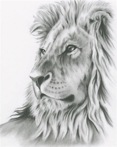 Popular items for lion art on Etsy | Lion art, Lion sketch, Lion drawing