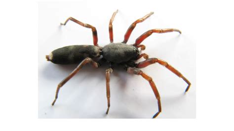 White-tail spiders take over Auckland home - NZ Herald