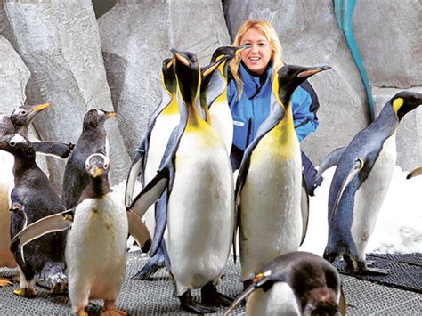 Dubai facility gets ready to host snow penguins | Environment – Gulf News