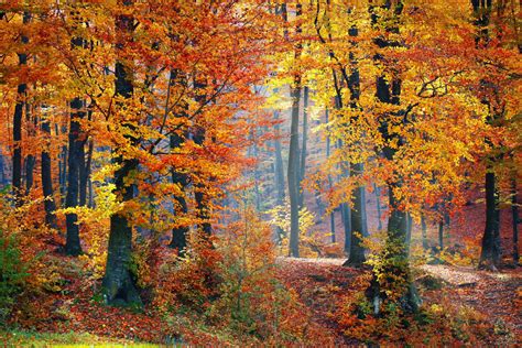 Free Images : tree, nature, light, road, sunlight, morning, leaf, fall, land, autumn, season ...