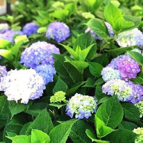 Buy Hydrangea 'Endless Summer' Online | Flowering Shrubs | Bay Gardens