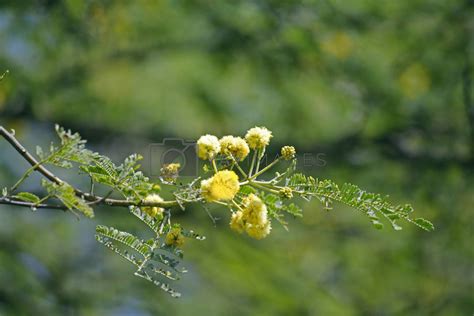 Flowers of Vachellia nilotica, Acacia Nilotica, Babhul tree, Ind by ...