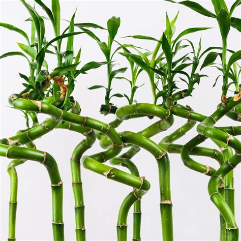 Spiral Lucky Bamboo Plant 60 cm | Bamboo Plants Online - Root Bridges