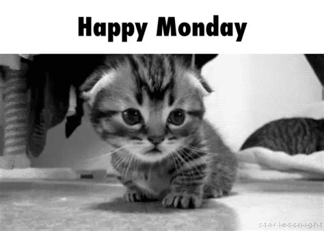 Monday GIF - Find & Share on GIPHY