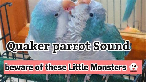 Quaker parrot Sounds | Quaker parrot screaming 😱 beware - YouTube