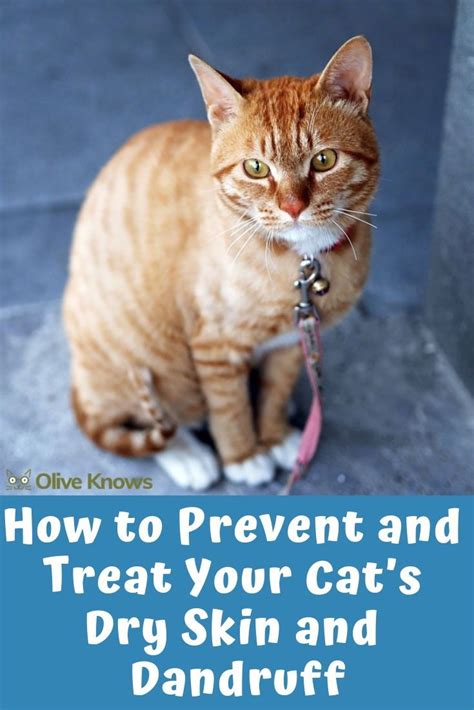 How to Prevent and Treat Your Cat's Dry Skin and Dandruff - OliveKnows | Cat skin, Cat skin ...