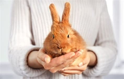 The Beginner’s Comprehensive Guide to Pet Rabbit Care and Maintenance ...