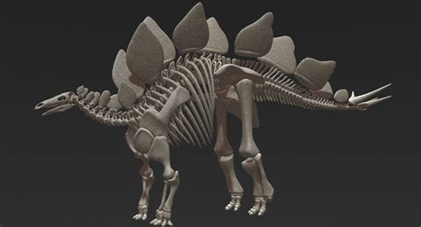 3D stegosaurus skeleton - TurboSquid 1228795