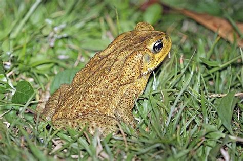 cane toad bufo marinus (wikimedia commons) - Earth Buddies