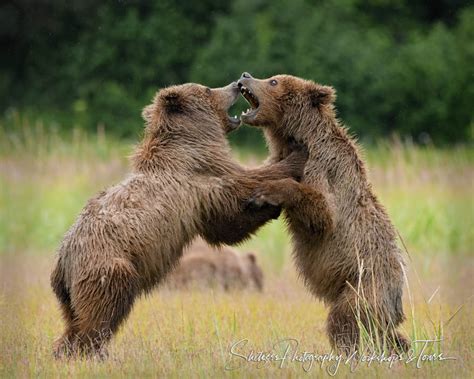 Grizzly Bear Cubs Fighting - Shetzers Photography