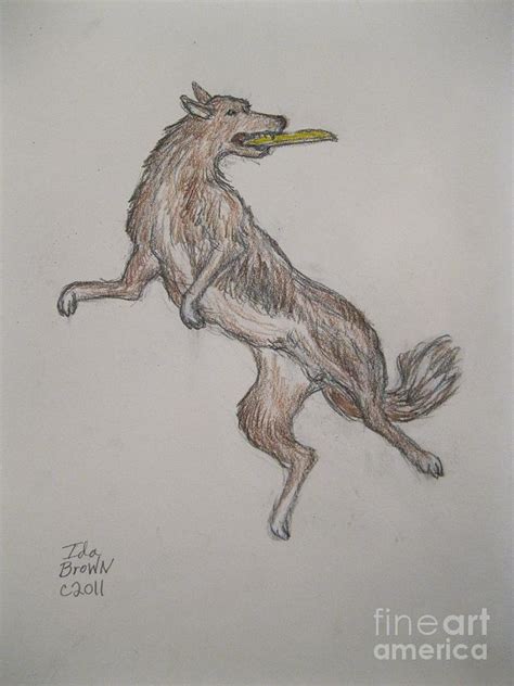 Frisbee Dog Drawing by Ida Brown