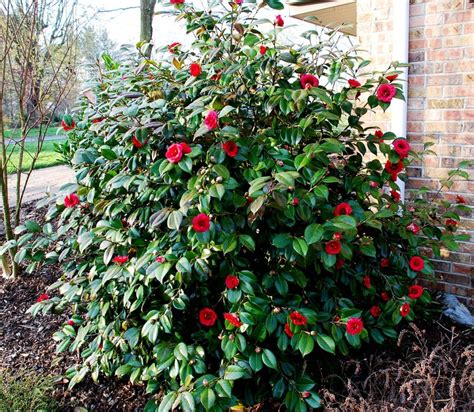 April Tryst Camellia Bushes For Sale Online | The Tree Center