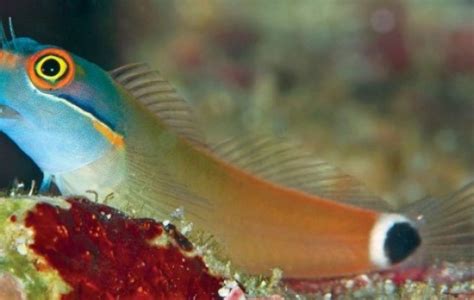 Blenny Saltwater Fish Species | Tank Facts