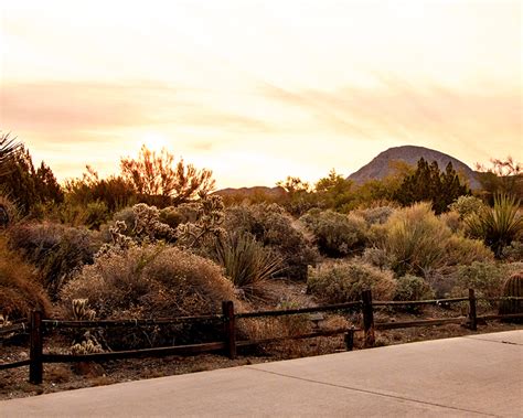 THE LIVING DESERT ZOO AND GARDENS SET TO REOPEN AS AN OUTDOOR ...